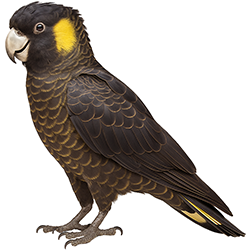 Yellow-Tailed Black Cockatoo